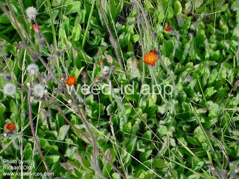 hawkweed, orange